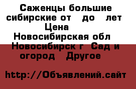 Саженцы большие сибирские от 1 до 3 лет.  › Цена ­ 300 - Новосибирская обл., Новосибирск г. Сад и огород » Другое   